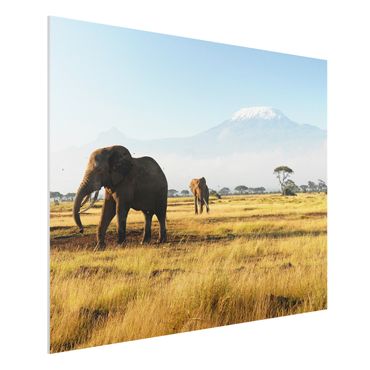 Quadros forex Elephants In Front Of The Kilimanjaro In Kenya