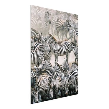 Quadros forex Zebra Herd