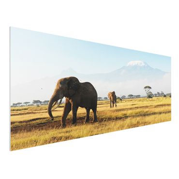 Quadros forex Elephants In Front Of The Kilimanjaro In Kenya