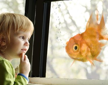 Péliculas para janelas Flying Goldfish