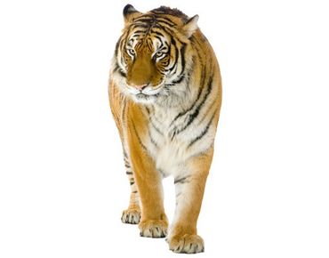 Autocolantes de parede No.128 Indian Tiger