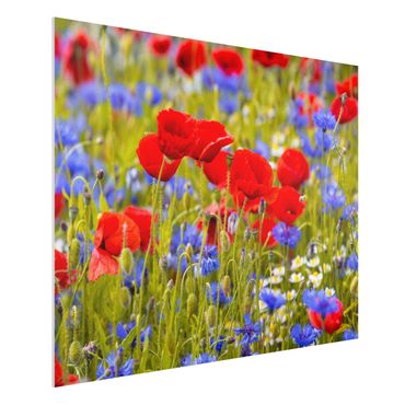 Quadros forex Summer Meadow With Poppies And Cornflowers