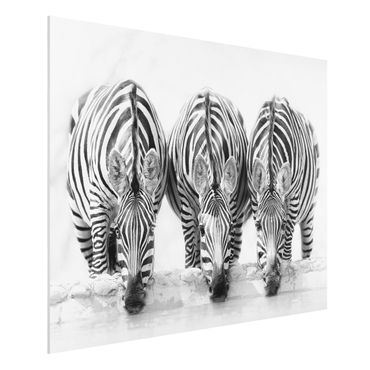 Quadros forex Zebra Trio In Black And White