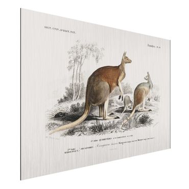 Quadros em alumínio Dibond Vintage Board Kangaroo