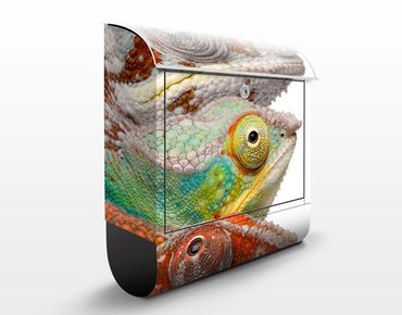 Caixas de correio Colourful Chameleons