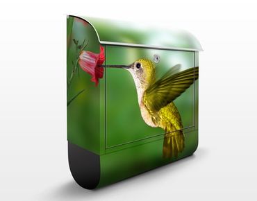 Caixas de correio Hummingbird And Flower