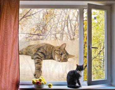 Péliculas para janelas Cat Chill Out