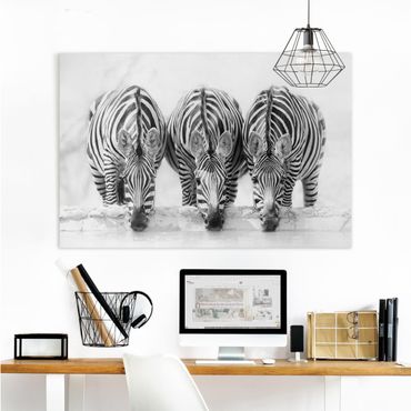 Telas decorativas Zebra Trio In Black And White