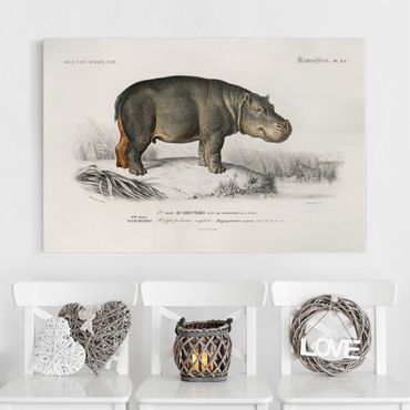 Telas decorativas Vintage Board Hippo
