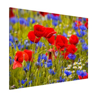 Quadros magnéticos Summer Meadow With Poppies And Cornflowers