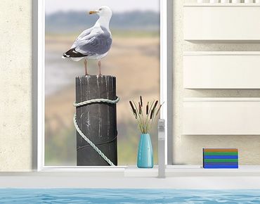 Autocolantes para vidros Curious Gull