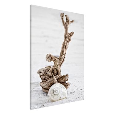 Quadros magnéticos White Snail Shell And Root Wood