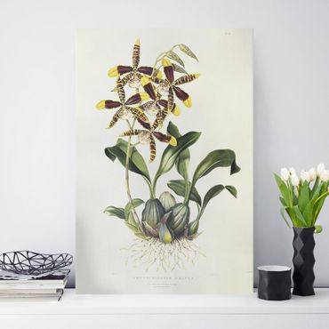 Telas decorativas Maxim Gauci - Orchid II