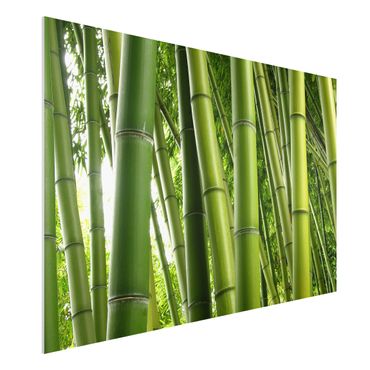 Quadros forex Bamboo Trees No.1