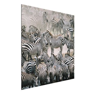 Quadros em alumínio Dibond Zebra Herd