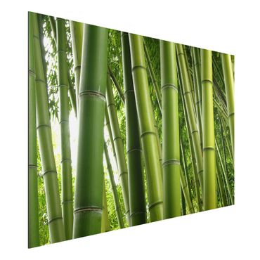 Quadros em alumínio Dibond Bamboo Trees No.1