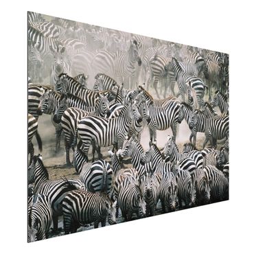Quadros em alumínio Dibond Zebra Herd