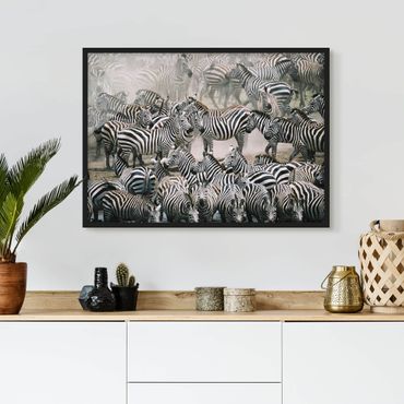Quadros com moldura Zebra Herd