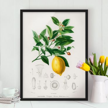 Quadros com moldura Botany Vintage Illustration Of Lemon