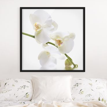 Quadros com moldura White Orchid Waters