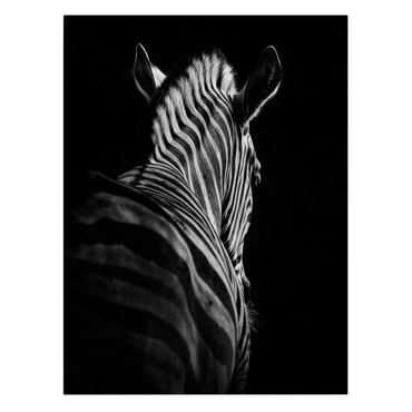Telas decorativas Dark Zebra Silhouette
