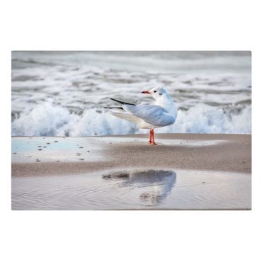 Telas decorativas Seagull On The Beach In Front Of The Sea