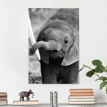 Quadros em vidro Baby Elephant