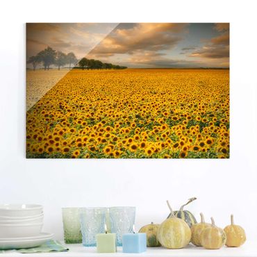 Quadros em vidro Field With Sunflowers