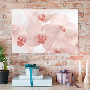 Quadros em vidro Bright Orchid Flower Wallpaper - Svelte Orchids