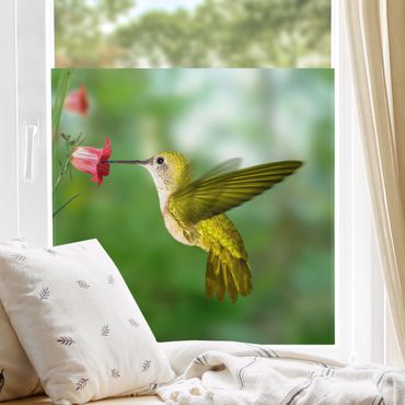 Péliculas para janelas Hummingbird And Flower