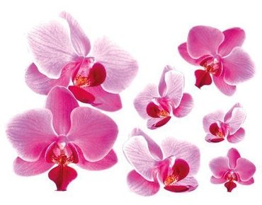 Autocolantes de parede Pink Orchid