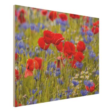 Quadros em madeira Summer Meadow With Poppies And Cornflowers