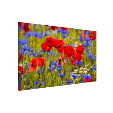 Quadros magnéticos Summer Meadow With Poppies And Cornflowers