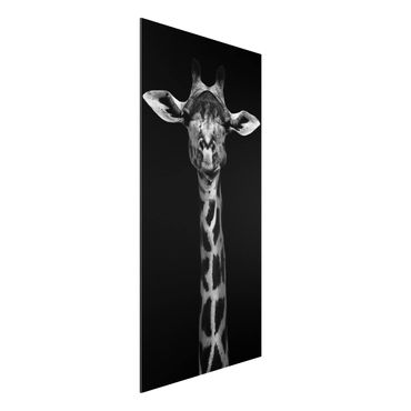 Quadros em alumínio Dibond Dark Giraffe Portrait