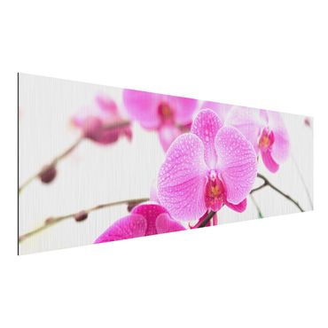 Quadros em alumínio Dibond Close-Up Orchid