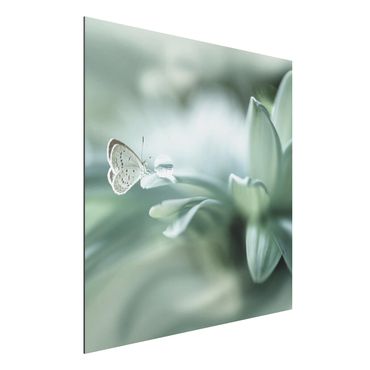 Quadros em alumínio Dibond Butterfly And Dew Drops In Pastel Green