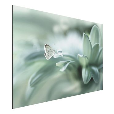 Quadros em alumínio Dibond Butterfly And Dew Drops In Pastel Green