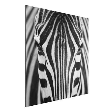 Quadros em alumínio Dibond Zebra Look