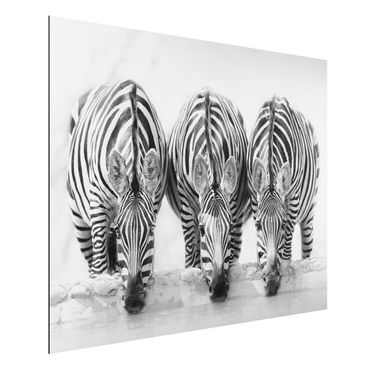 Quadros em alumínio Dibond Zebra Trio In Black And White