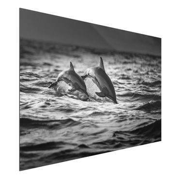 Quadros em alumínio Dibond Two Jumping Dolphins