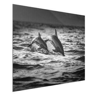 Quadros em alumínio Dibond Two Jumping Dolphins