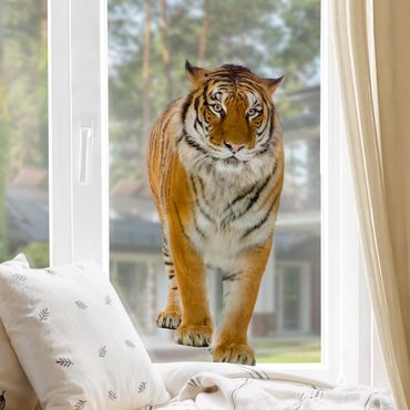 Autocolantes para vidros Banyan tiger