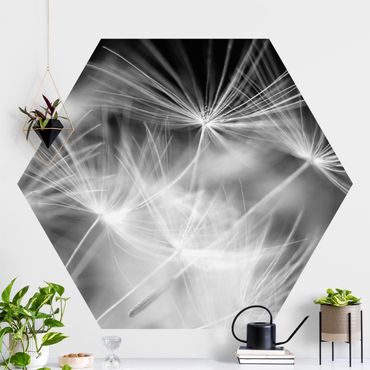 Papel de parede hexagonal Moving Dandelions Close Up On Black Background