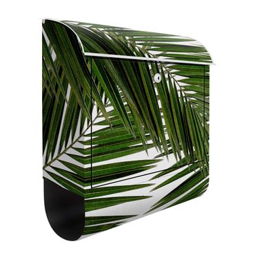 Caixas de correio View Through Green Palm Leaves