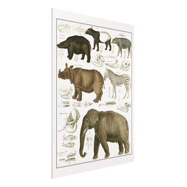 Quadros forex Vintage Board Elephant, Zebra And Rhino