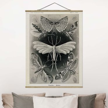 Quadros em tecido Vintage Board Moths And Butterflies