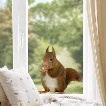 Autocolantes para vidros Squirrel