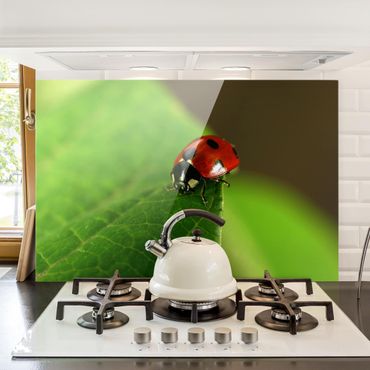 Painel anti-salpicos de cozinha Ladybird