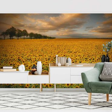 Mural de parede Field With Sunflowers