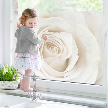 Péliculas para janelas Pretty White Rose
